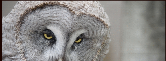 Uil, Antwerpse Zoo